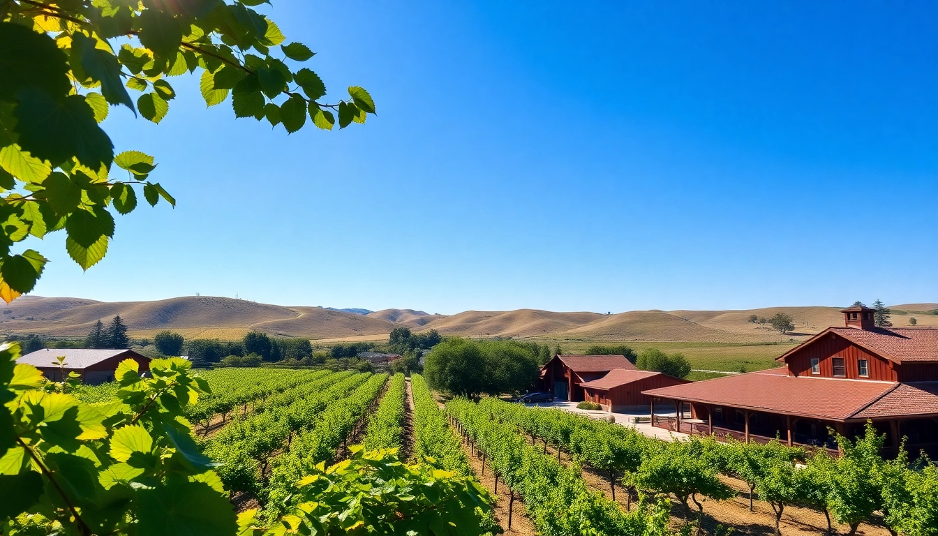 Experience the beautiful landscape of Clarksburg California featuring vineyards and rustic wineries.